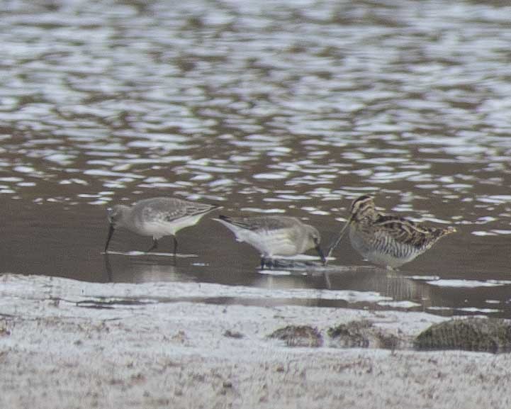 Dunlin - ML610939963