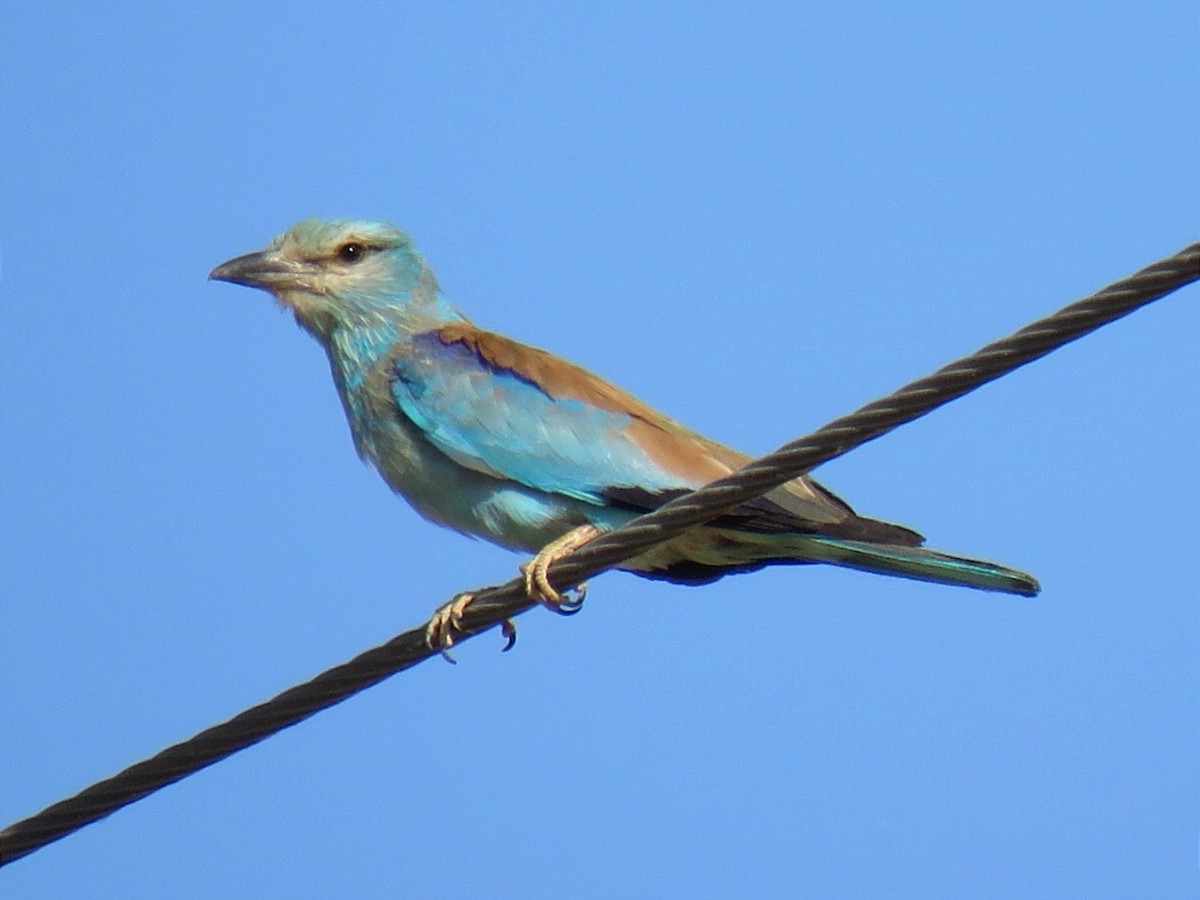 European Roller - ML610940000