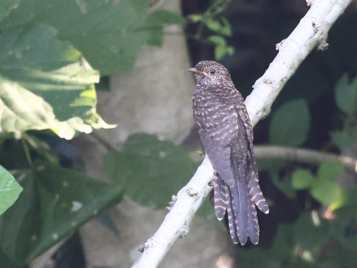 Plaintive Cuckoo - ML610940050