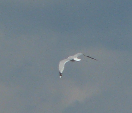 Ring-billed Gull - ML610940085