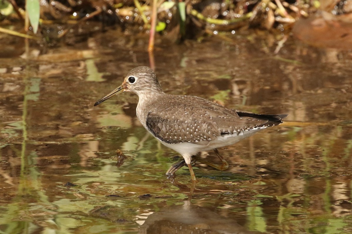 eremittsnipe - ML610940169