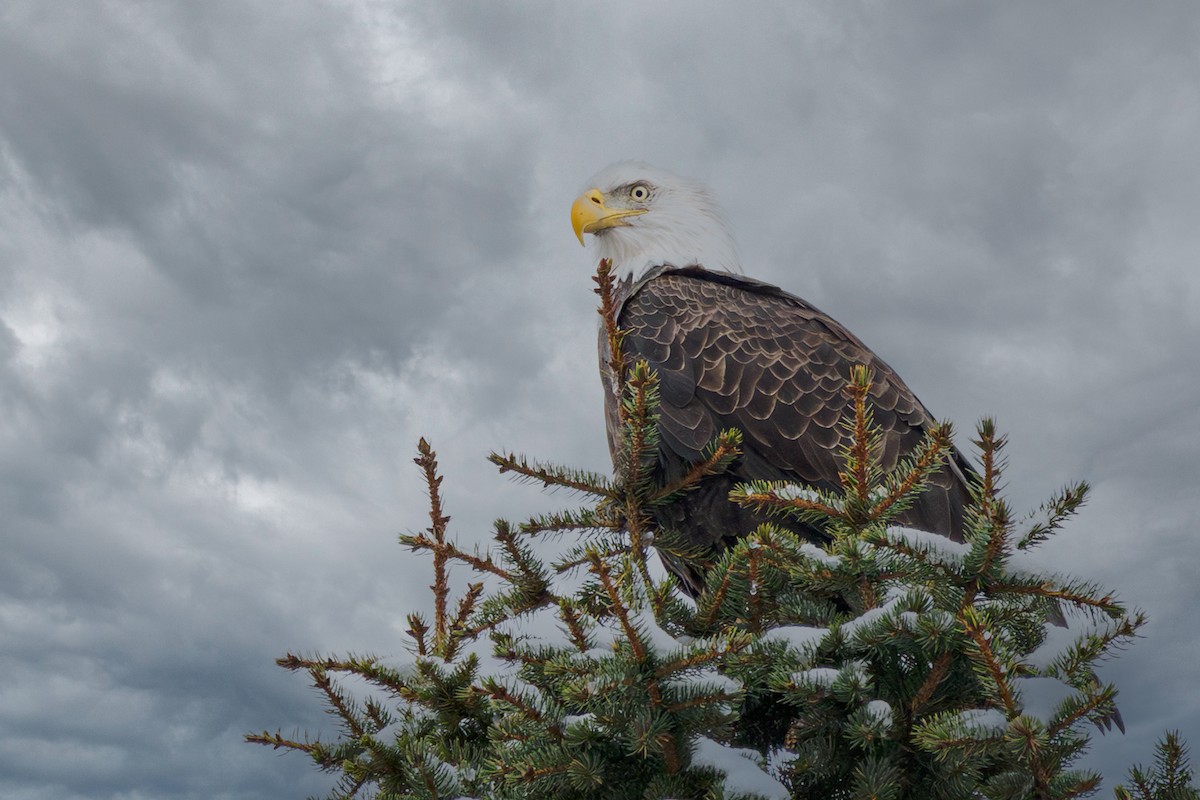 Bald Eagle - ML610940227