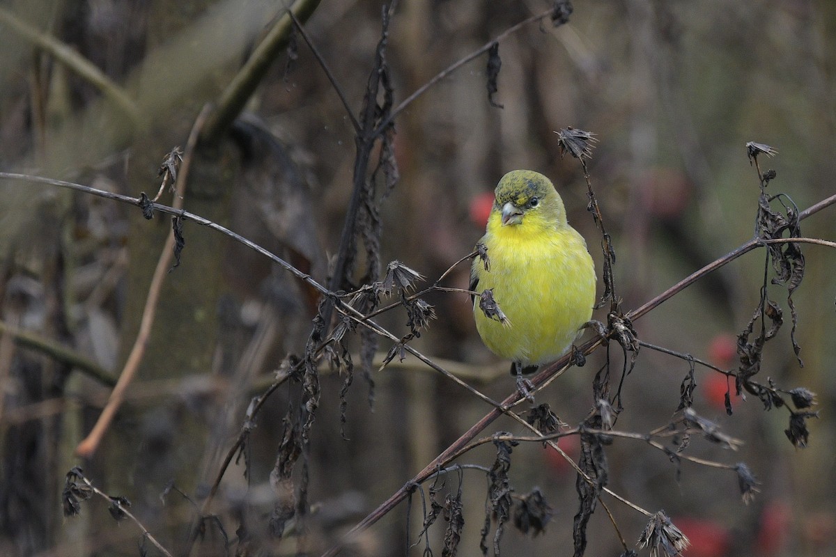 Lesser Goldfinch - ML610940261