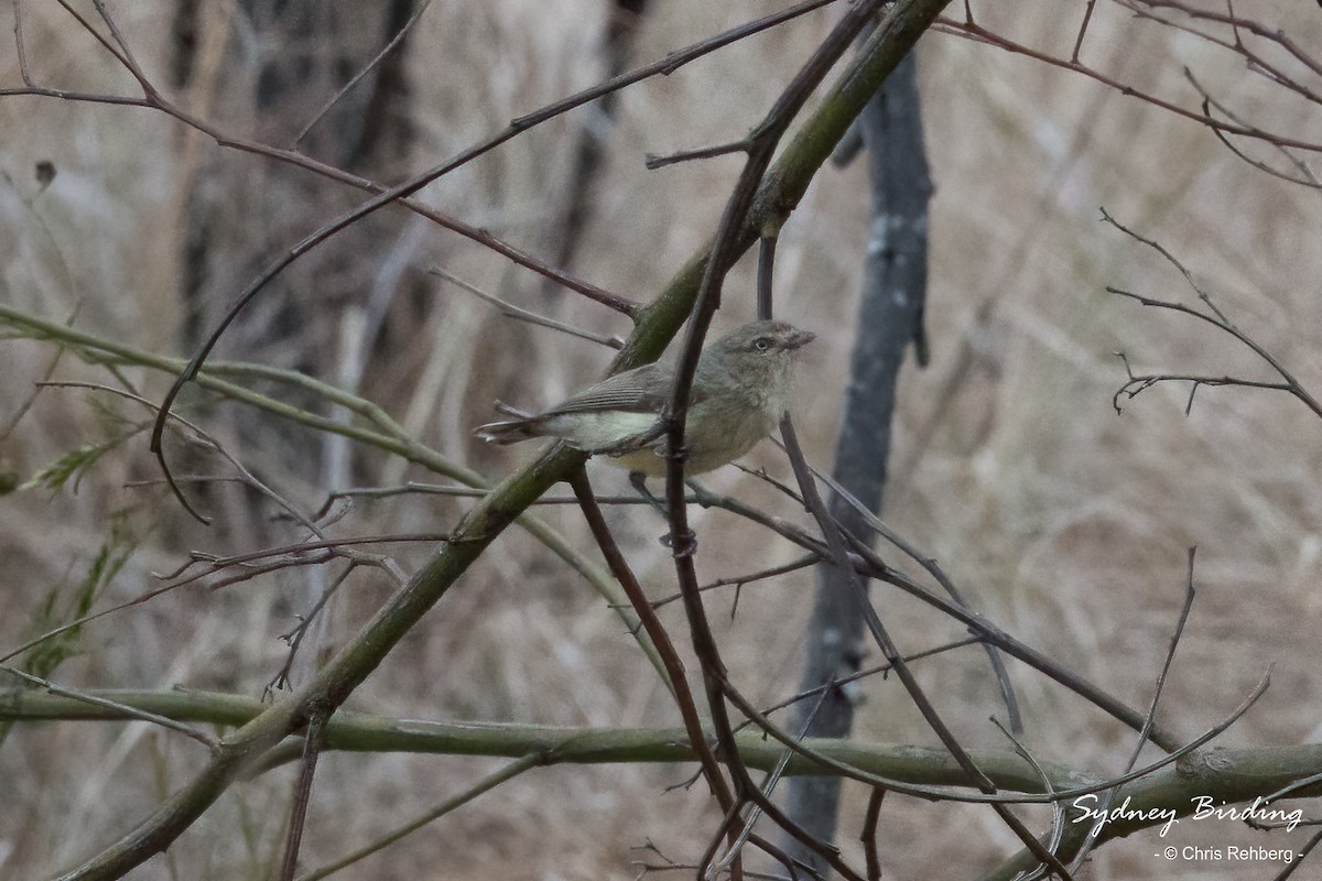 コバシムシクイ - ML610940321