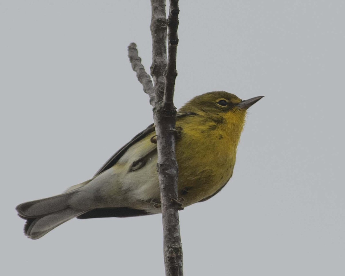 Pine Warbler - ML610940346
