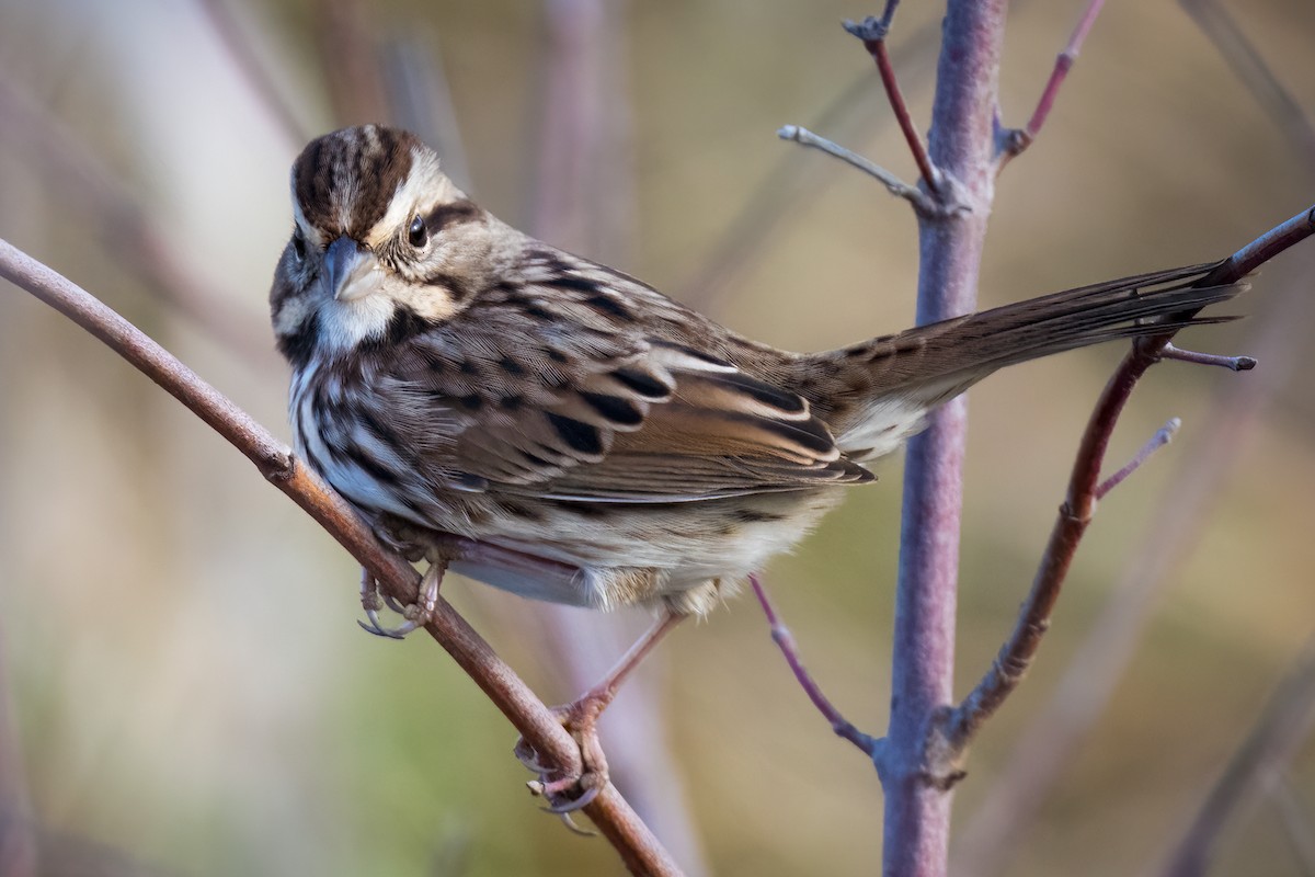 Song Sparrow - ML610940374