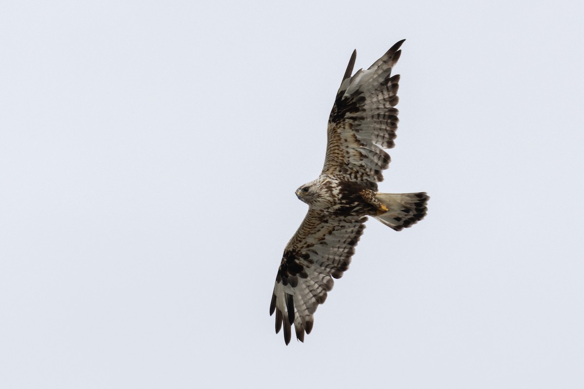 Rough-legged Hawk - ML610940401