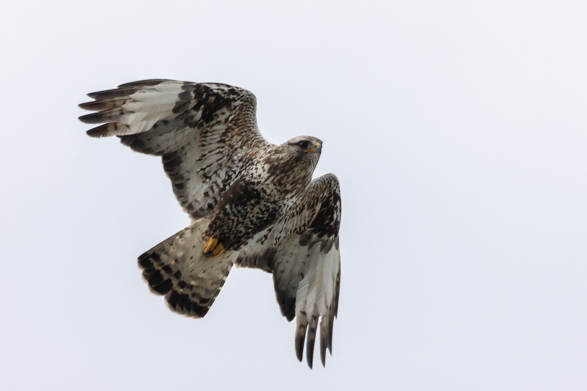 Rough-legged Hawk - ML610940402