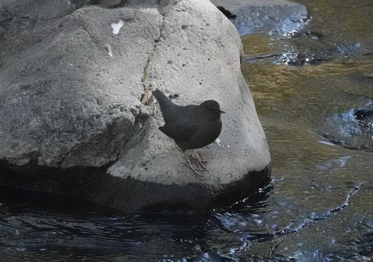 American Dipper - ML610940416