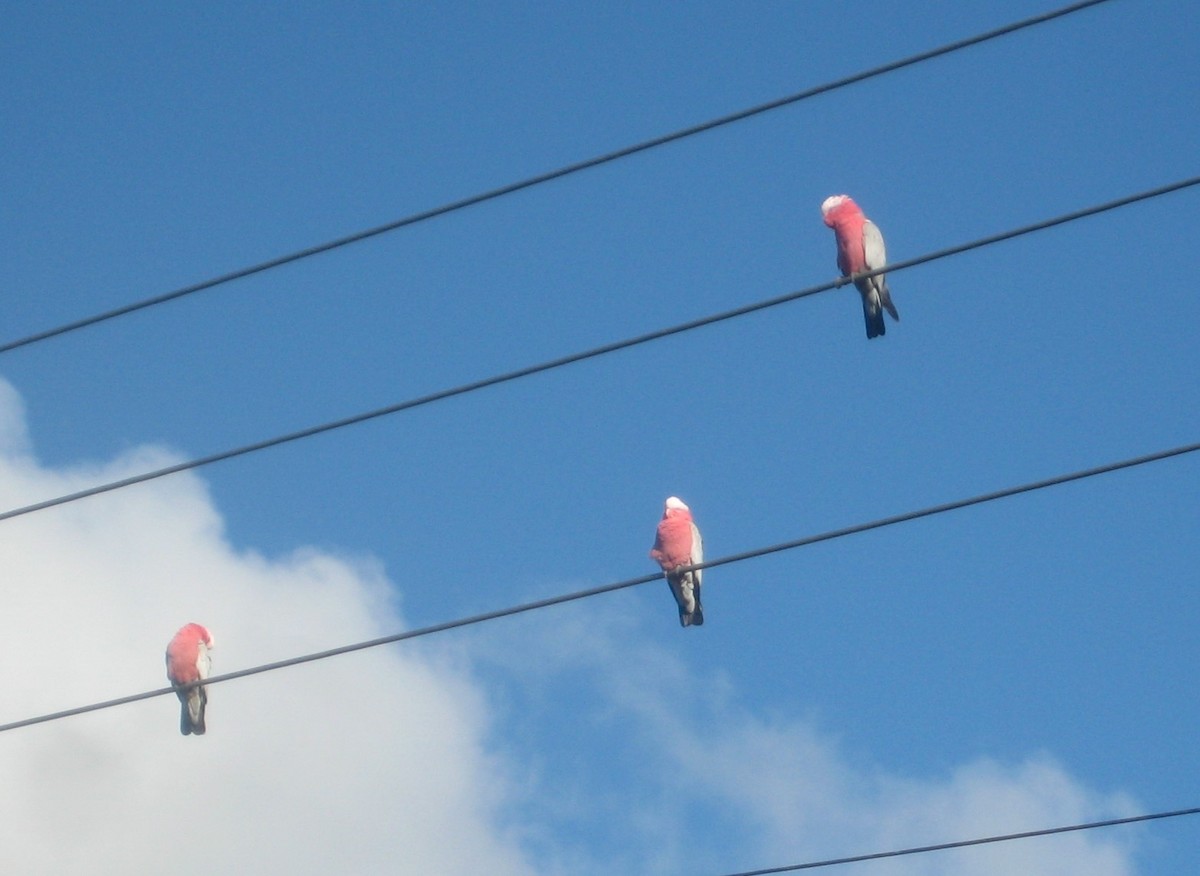 Cacatúa Galah - ML610940548