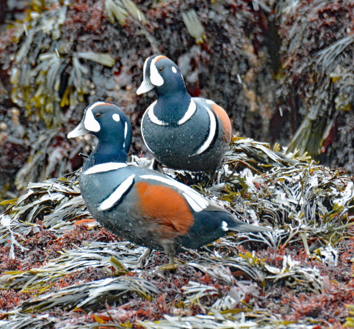 Harlequin Duck - Michael J Good