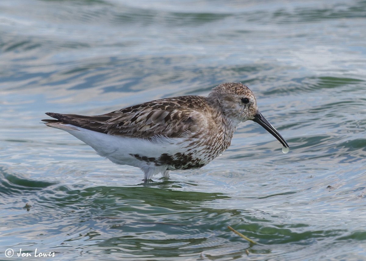 Dunlin - Jon Lowes