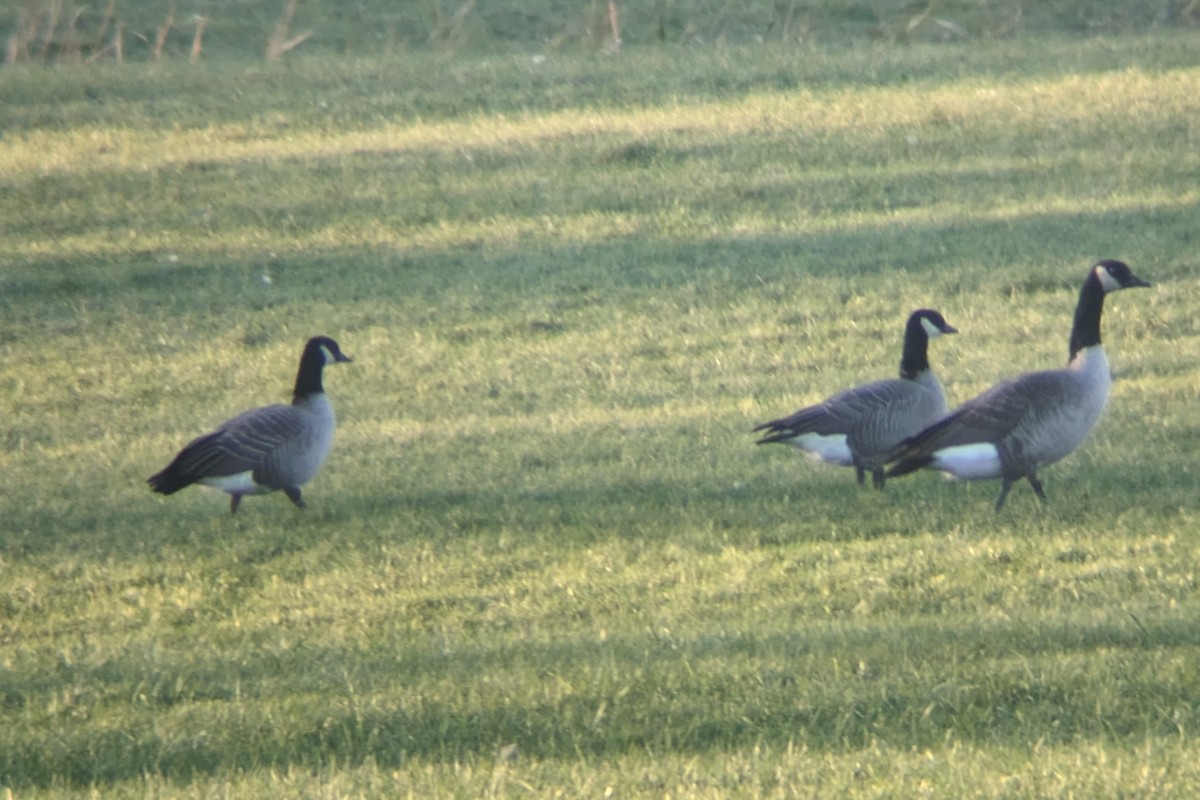 Zwergkanadagans - ML610940716