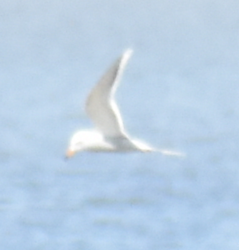 Snowy-crowned Tern - ML610940732