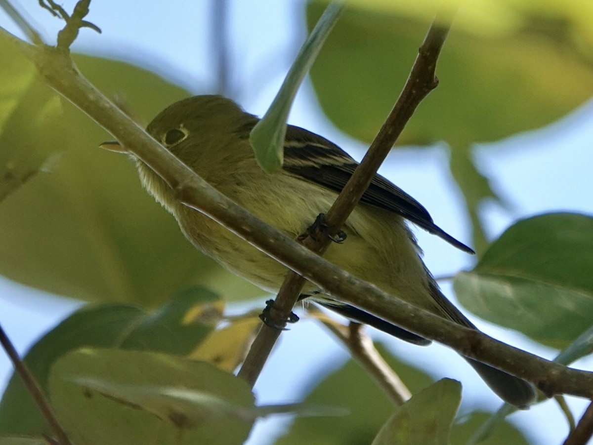 Western Flycatcher - ML610940748