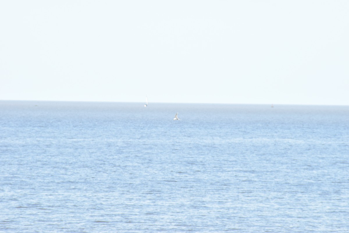 Weißscheitel-Seeschwalbe - ML610940751