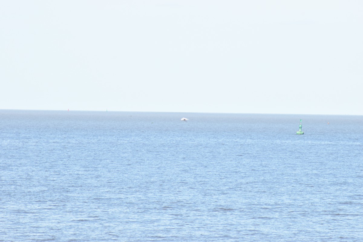 Weißscheitel-Seeschwalbe - ML610940752