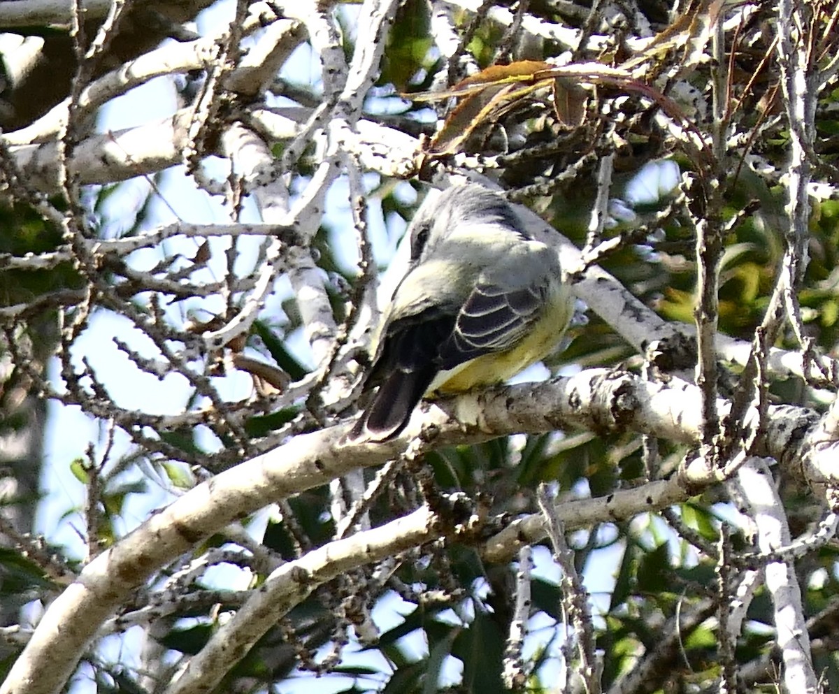 Cassin's Kingbird - ML610940812