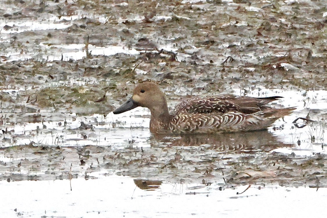 Northern Pintail - ML610940828