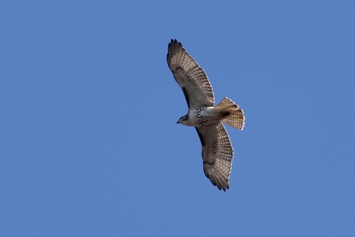 Red-tailed Hawk - ML610940837