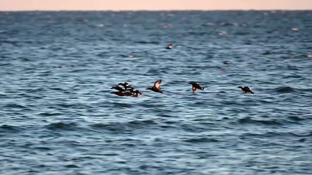 White-winged Scoter - ML610940870