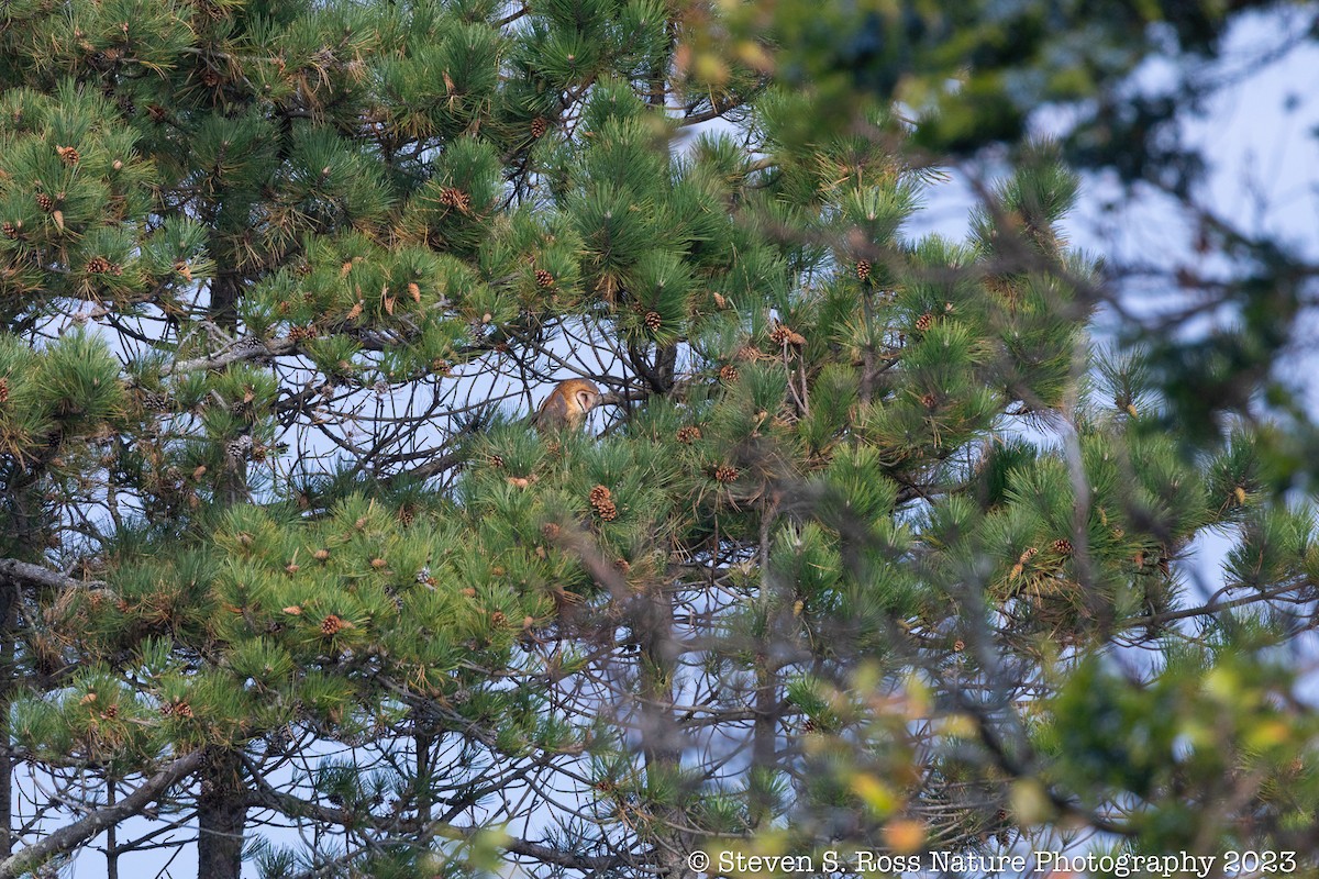 Barn Owl - ML610940879