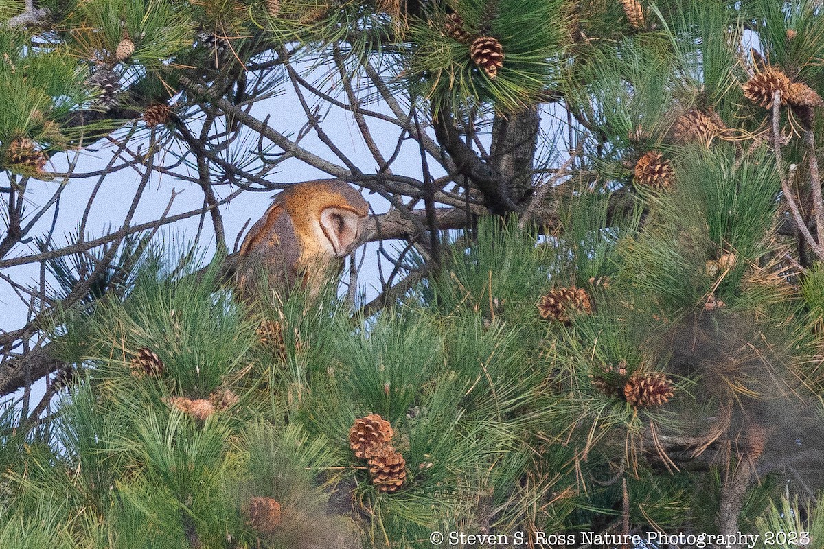 Barn Owl - ML610940880