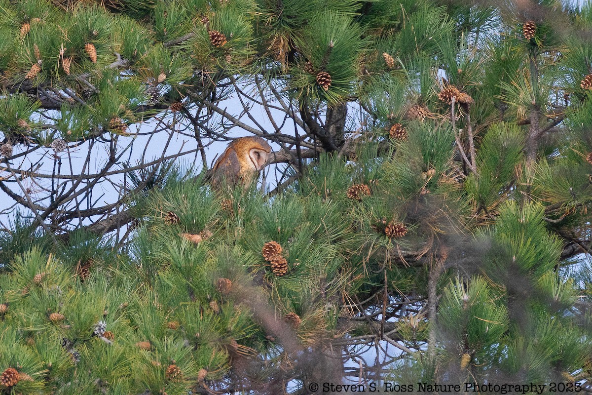 American Barn Owl - ML610940881