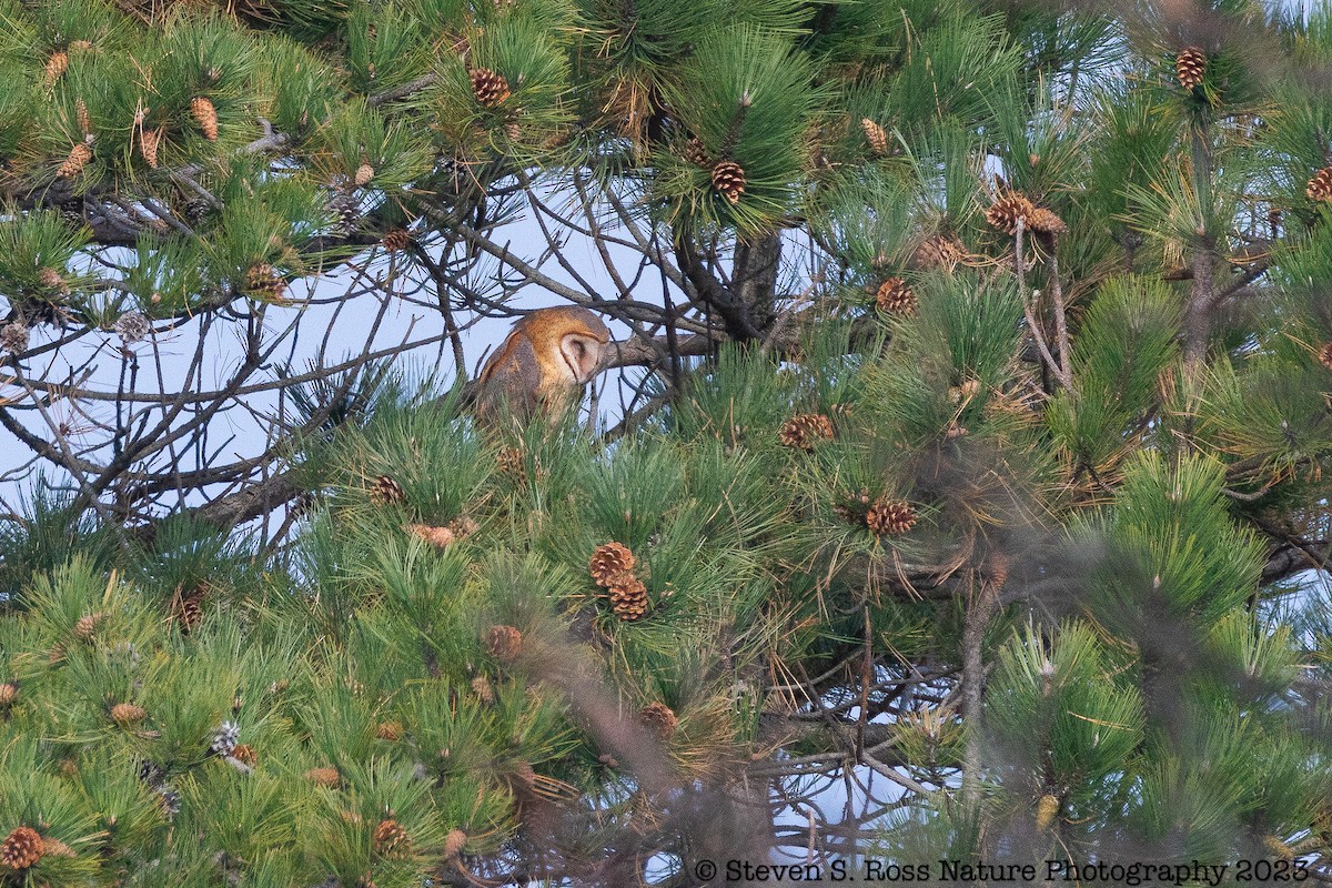American Barn Owl - ML610940882