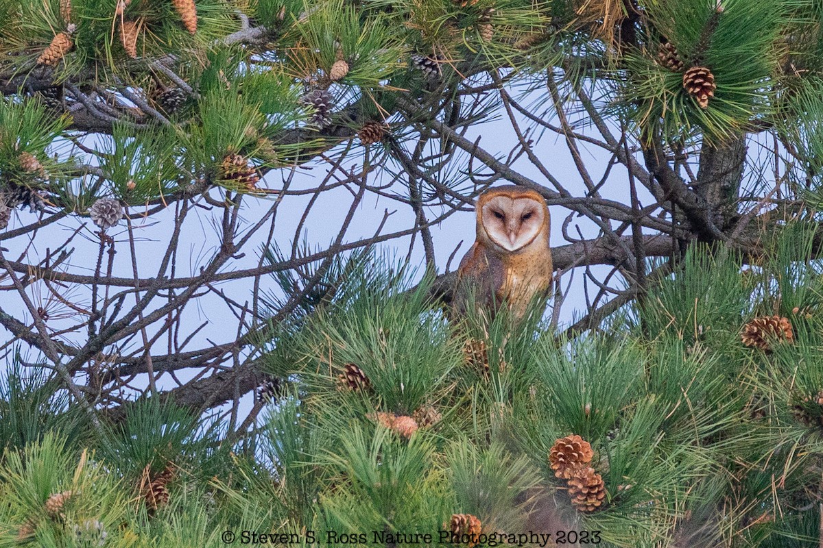 American Barn Owl - ML610940883