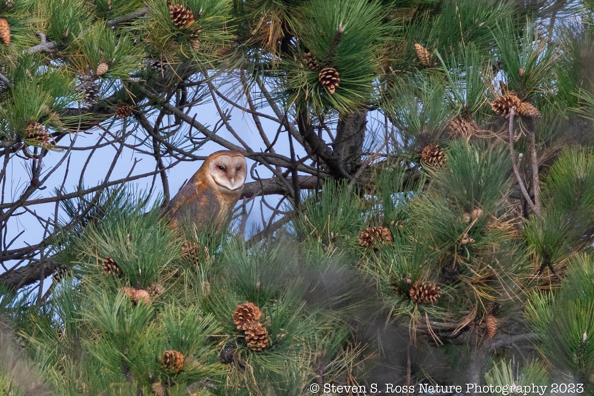 American Barn Owl - ML610940884