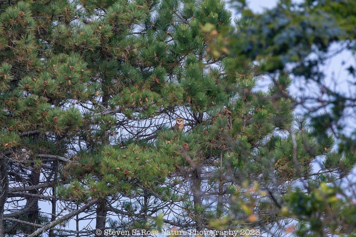 American Barn Owl - ML610940886