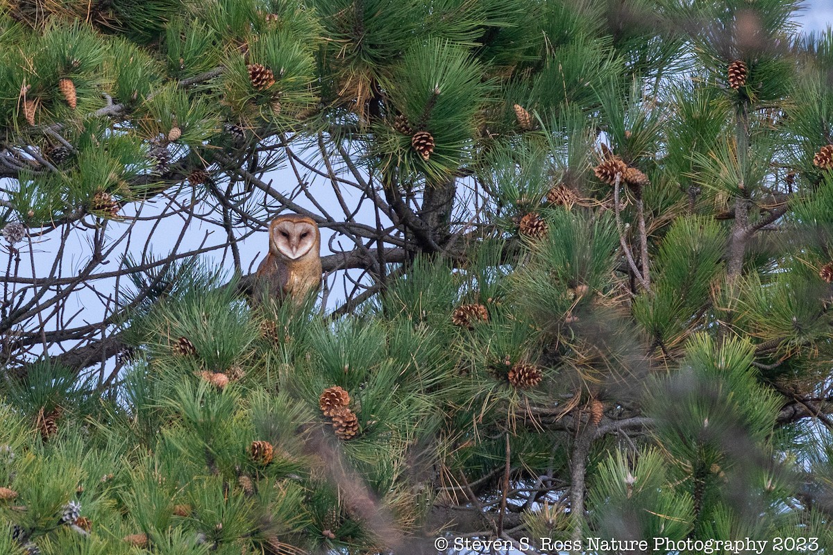 American Barn Owl - ML610940887