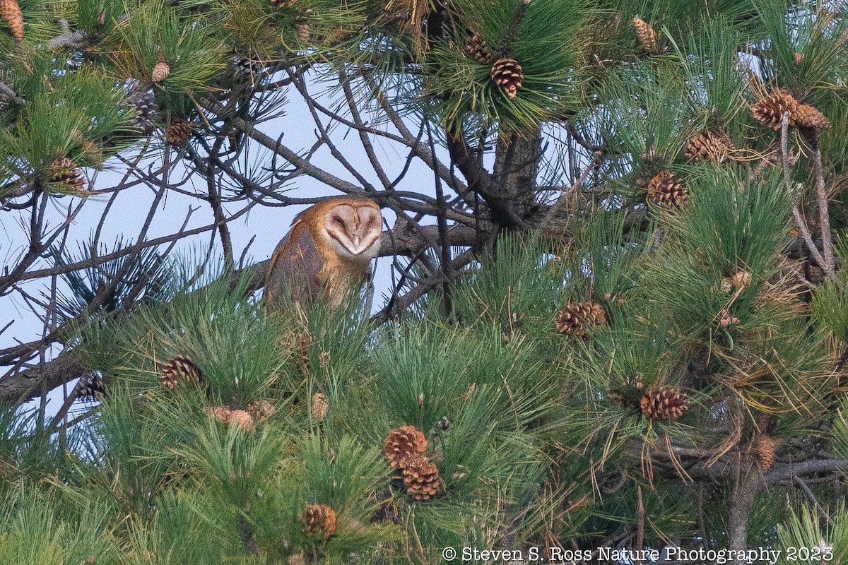 American Barn Owl - ML610940888