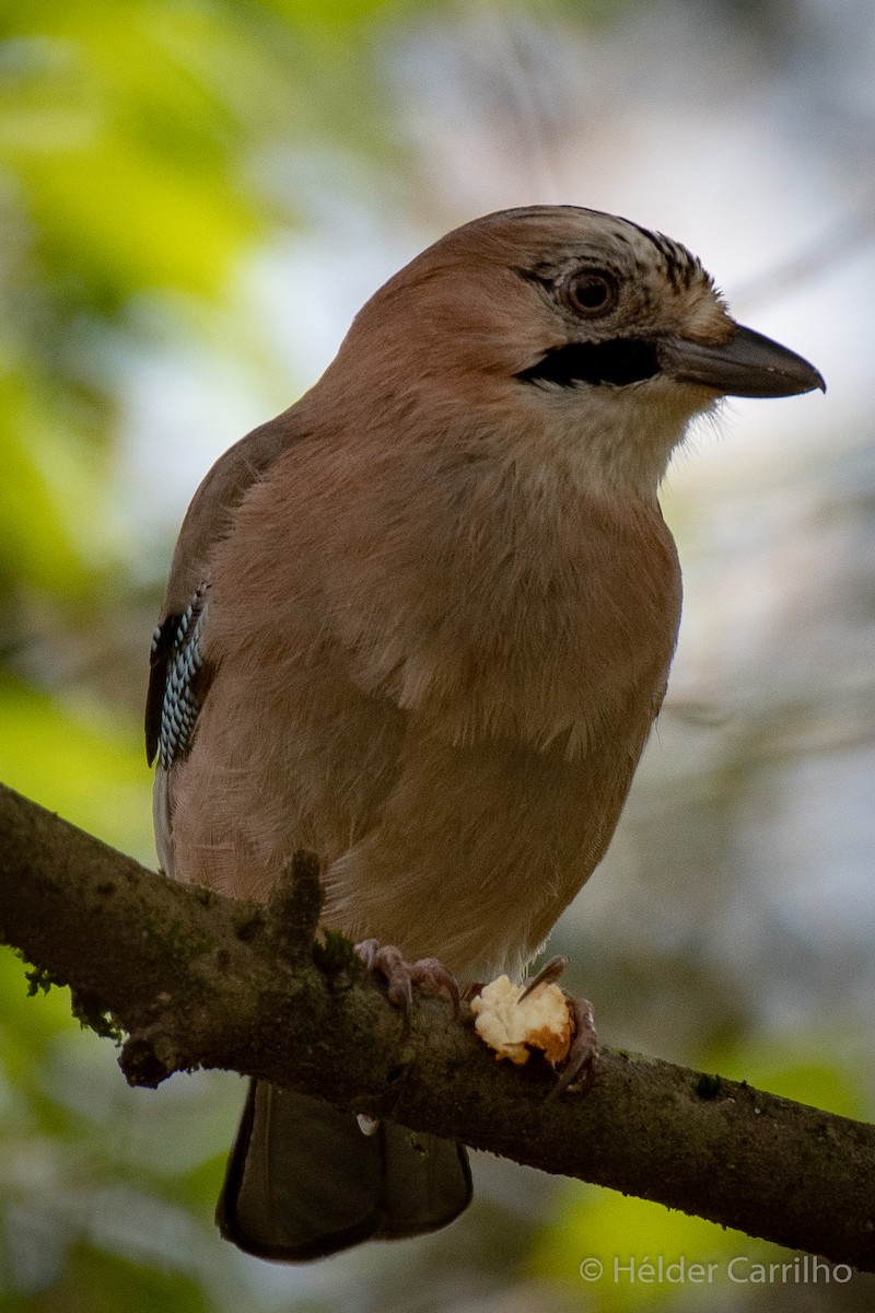 Eurasian Jay - ML610940992