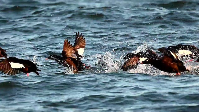 White-winged Scoter - ML610941000