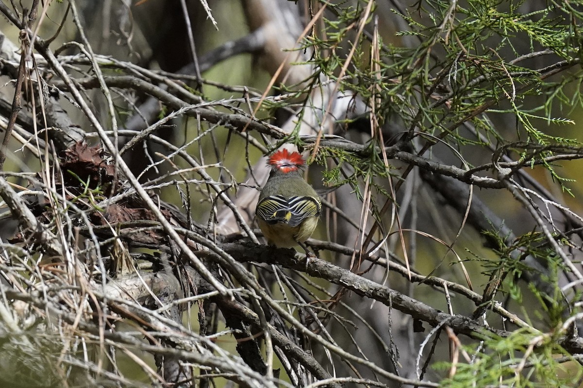 Ruby-crowned Kinglet - ML610941004