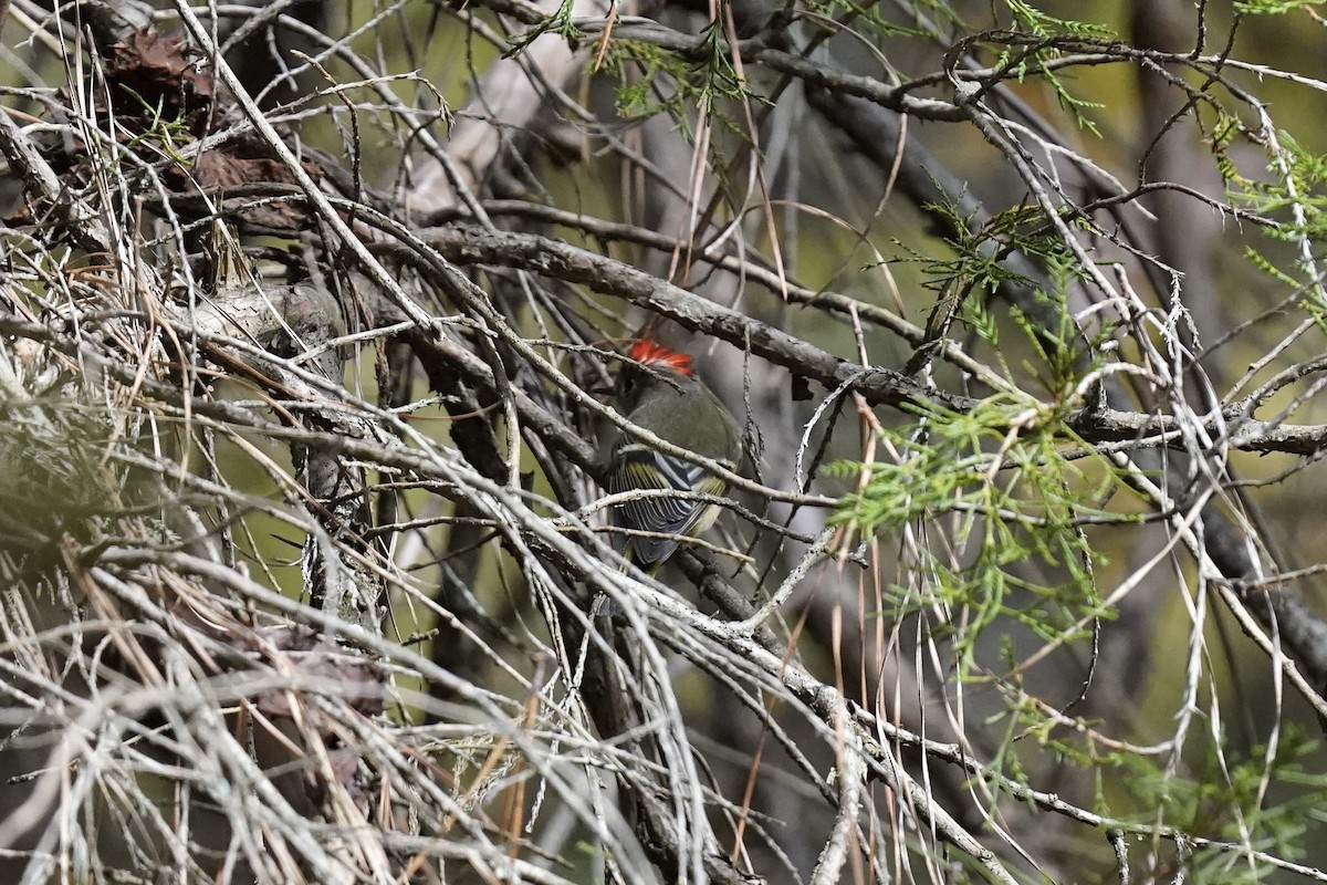 Ruby-crowned Kinglet - ML610941005