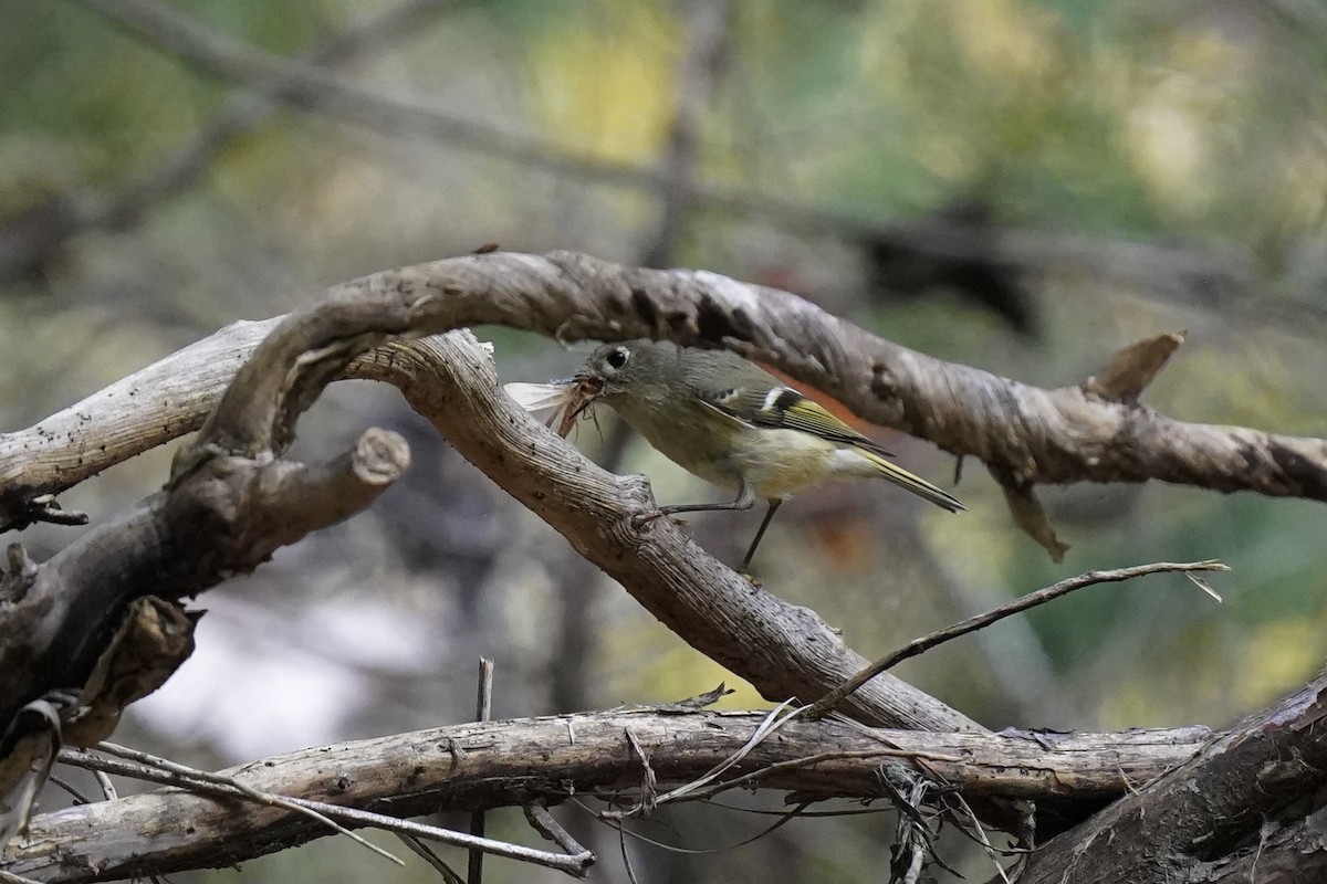 Ruby-crowned Kinglet - ML610941009