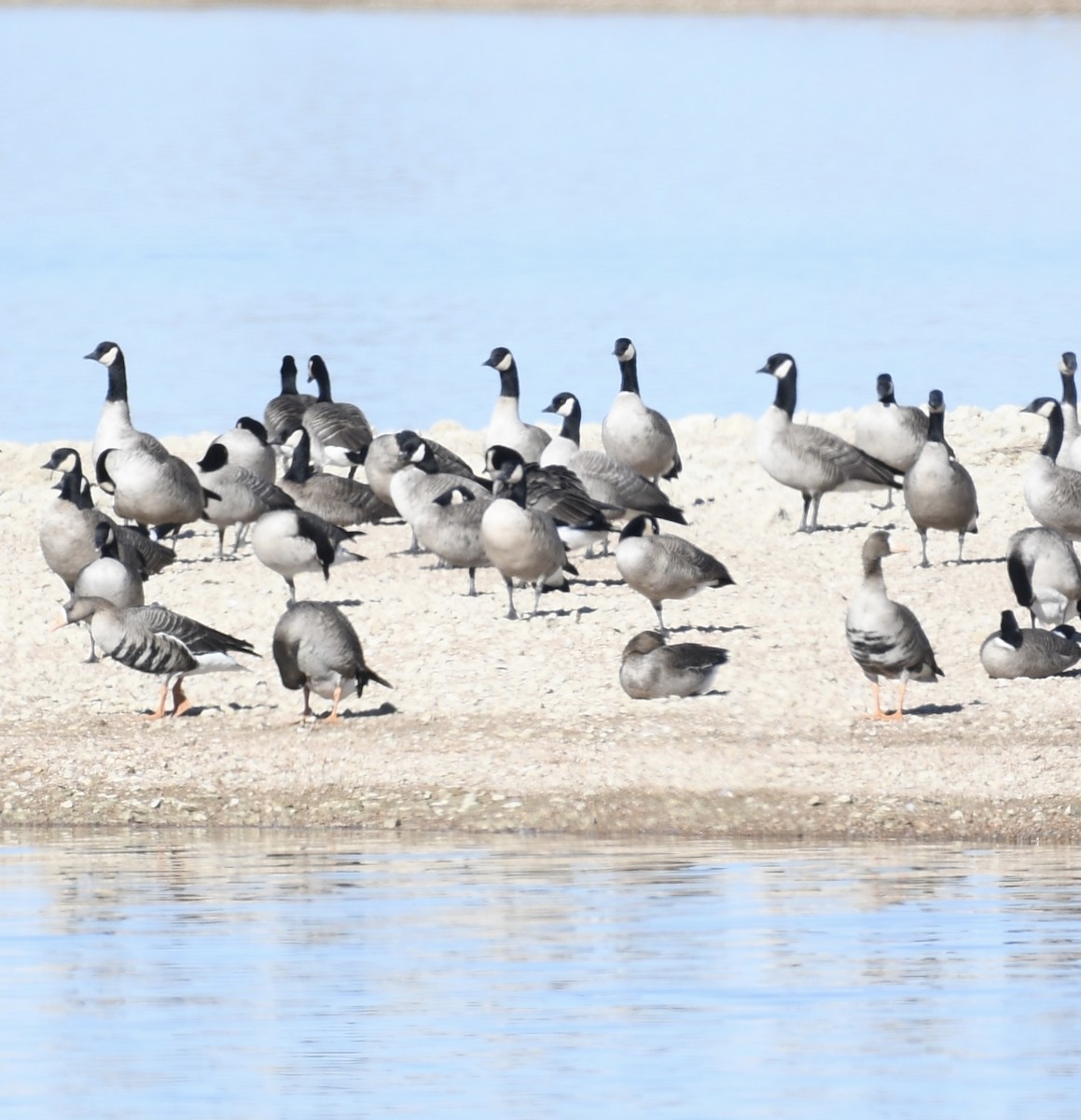 Greater White-fronted Goose - ML610941096