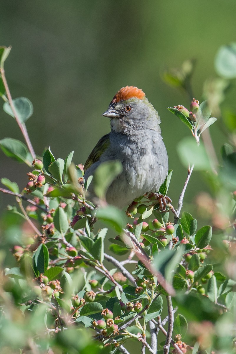 Green-tailed Towhee - ML61094111