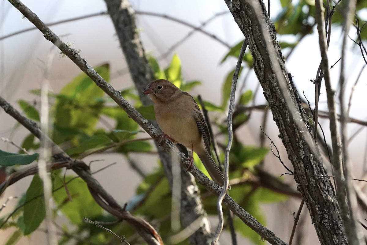 Field Sparrow - ML610941119