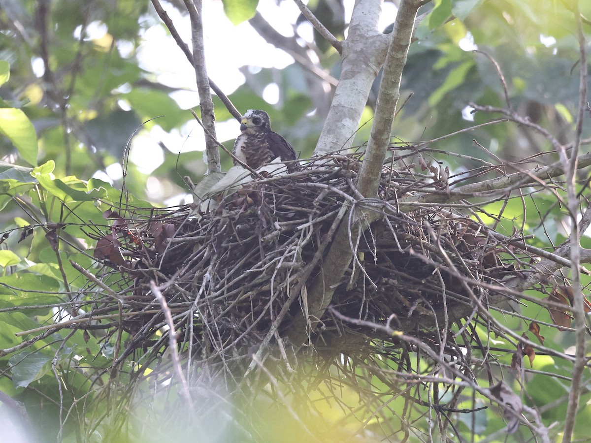 Moluccan Goshawk - ML610941121