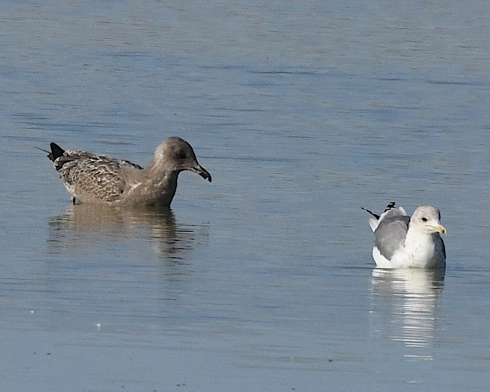 California Gull - ML610941135