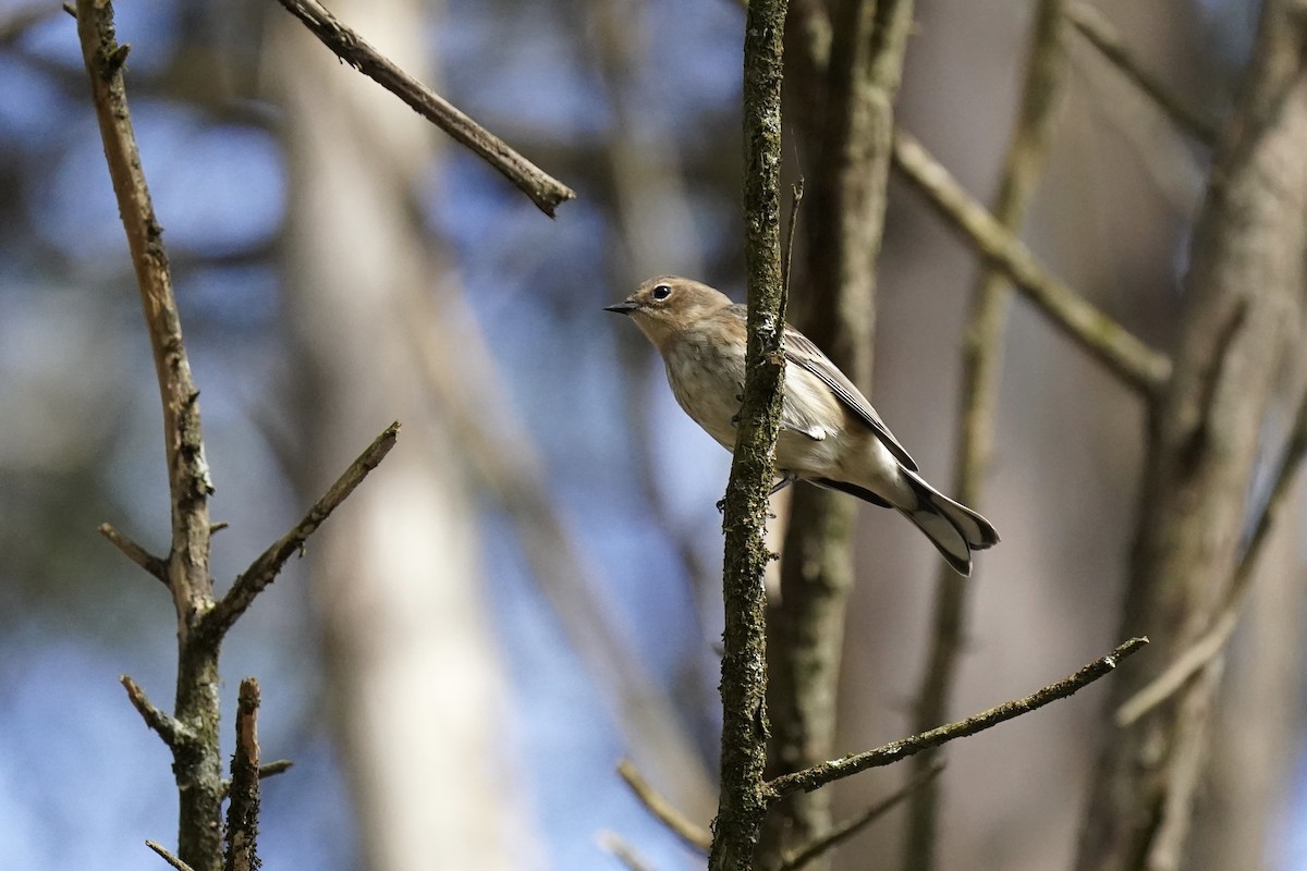 Yellow-rumped Warbler - ML610941138