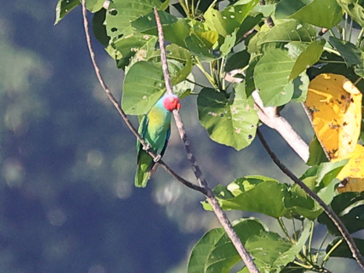 Red-cheeked Parrot - ML610941140