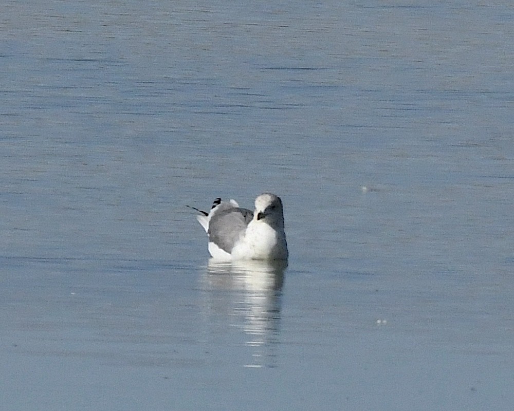 California Gull - ML610941195