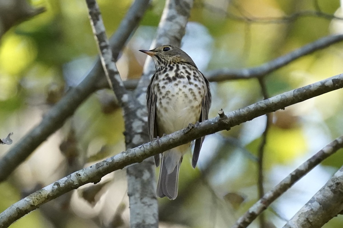 Hermit Thrush - ML610941201