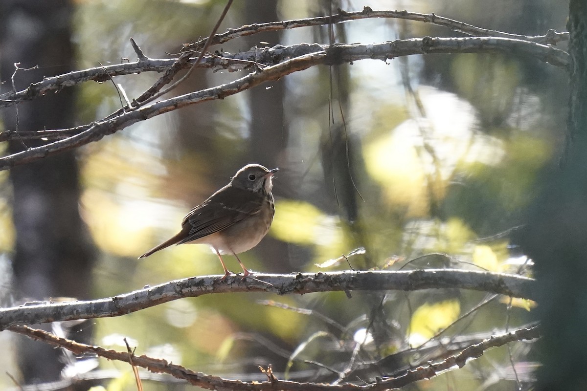 Hermit Thrush - ML610941202
