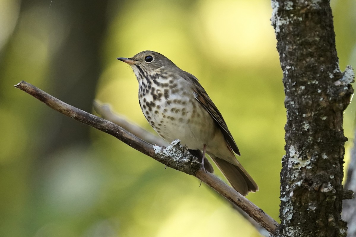 Hermit Thrush - ML610941203